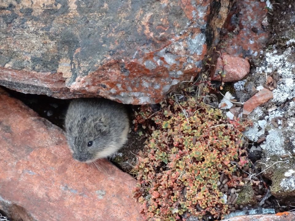 Brown Lemming (Lemmus trimucronatus) in Fort Ross, NU X0A, Canada by Robert McCleod is licensed under CC0.